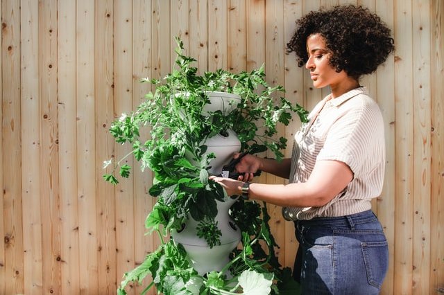 como cuidar das plantas