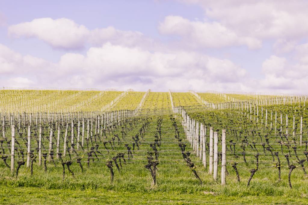 Vinícola da Chandon em Encruzilhada do Sul Vinícola da Chandon em Encruzilhada do Sul