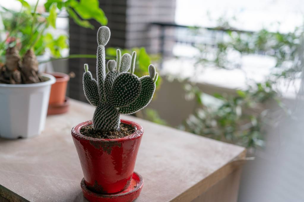 cacto-em-casa Cactos nos ajudam a impor limites dentro de casa e em nossas vidas.