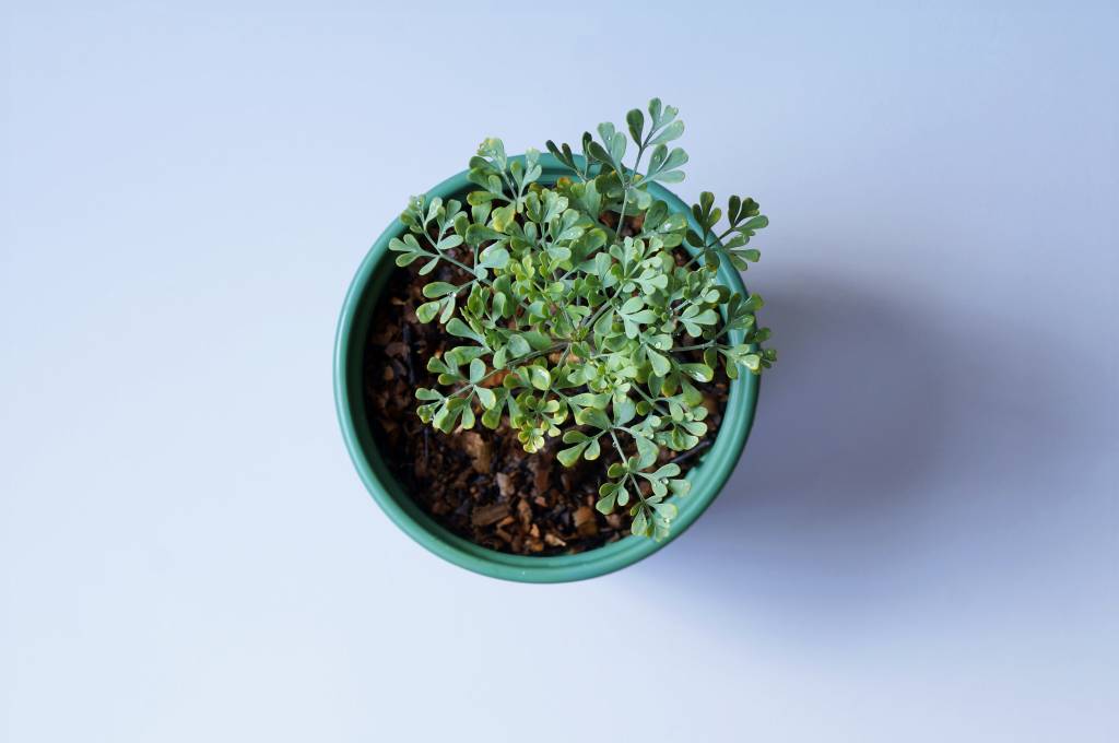 arruda-planta Arruda é a plantinha mais poderosa quando o assunto é a proteção do lar.