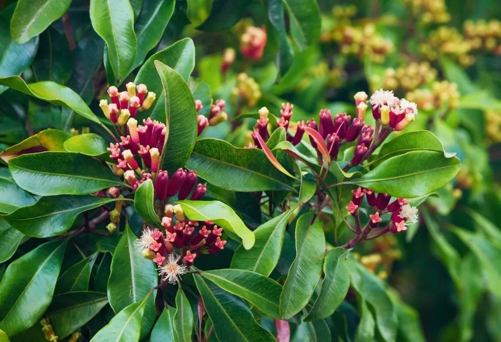 cravo-da-india Cravo da Índia, assim como a canela, também pode ser plantado em casa.