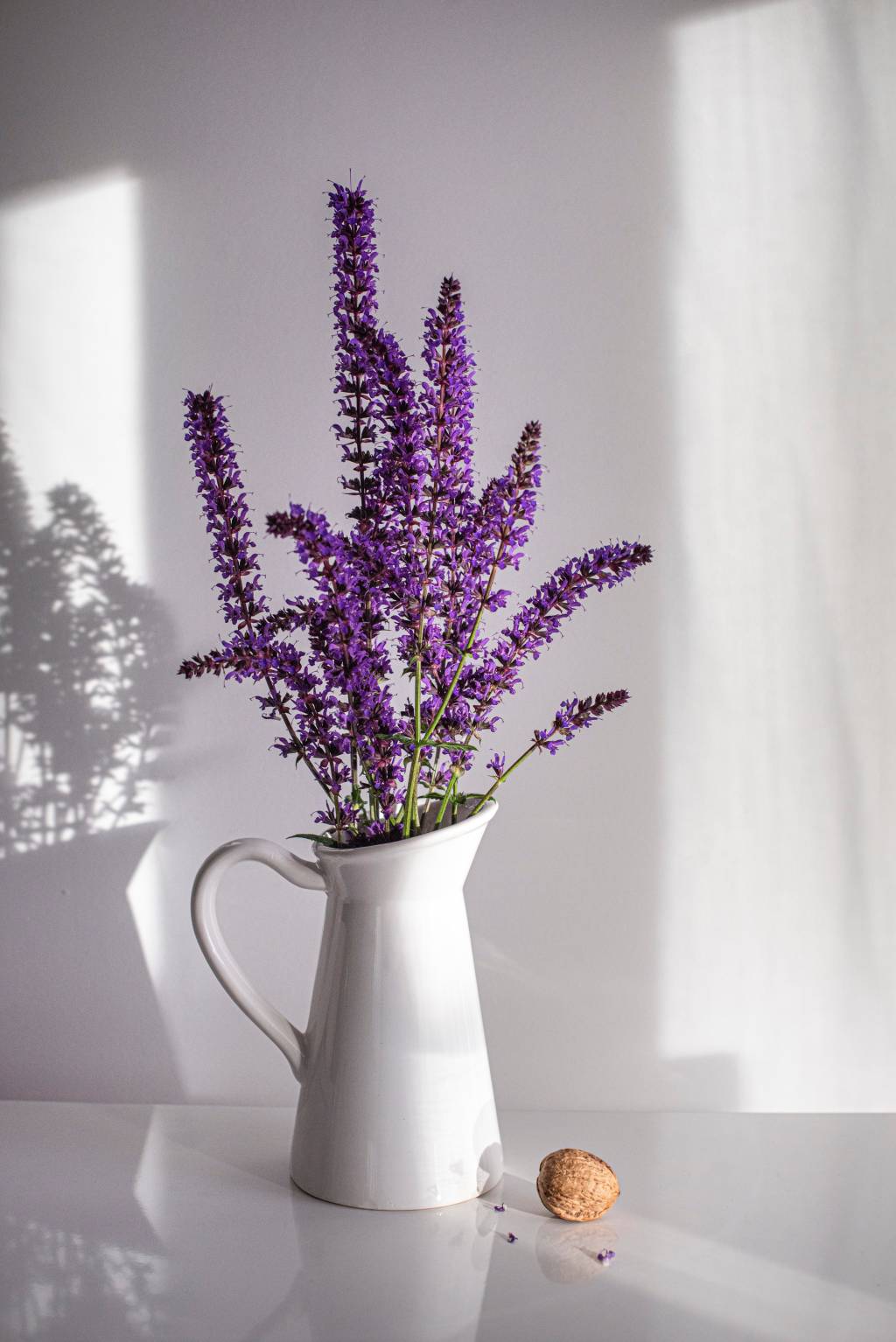 plantas-2023-lavanda tendências de flores - lavanda