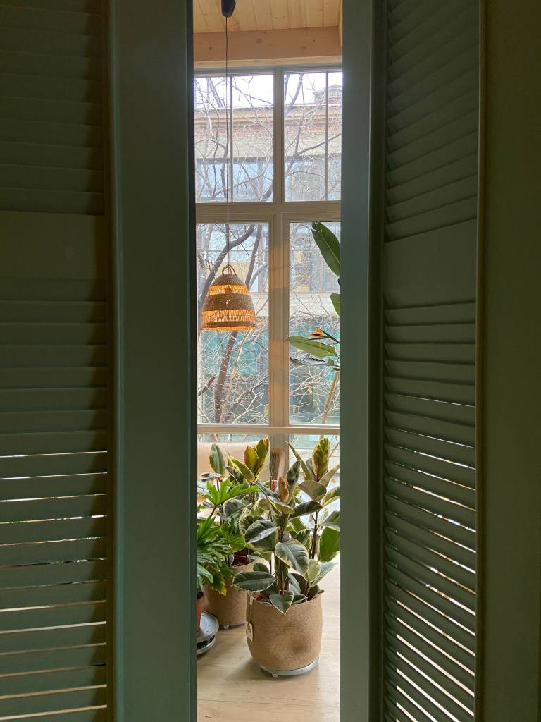 plantas-em-casa-erros-no-cultivo1 erros mais comuns no cultivo de plantas