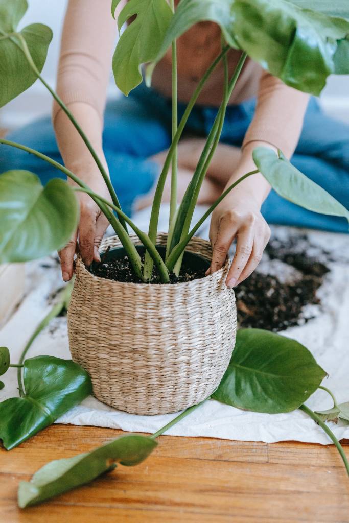 plantas-em-casa-erros-no-cultivo2 erros mais comuns no cultivo de plantas