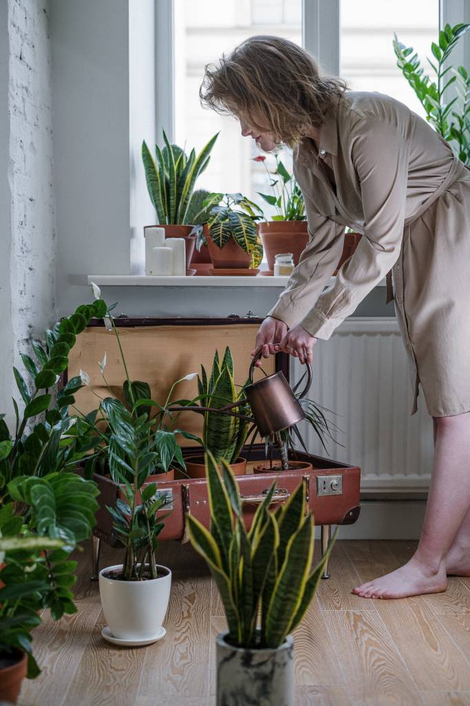 plantas-em-casa-erros-no-cultivo3 erros mais comuns no cultivo de plantas