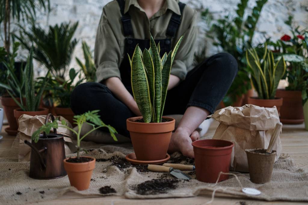 plantas-em-casa-erros-no-cultivo4 erros mais comuns no cultivo de plantas
