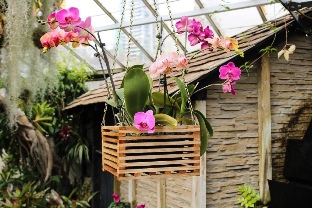 plantas-verao2 plantas que vão bem no verão