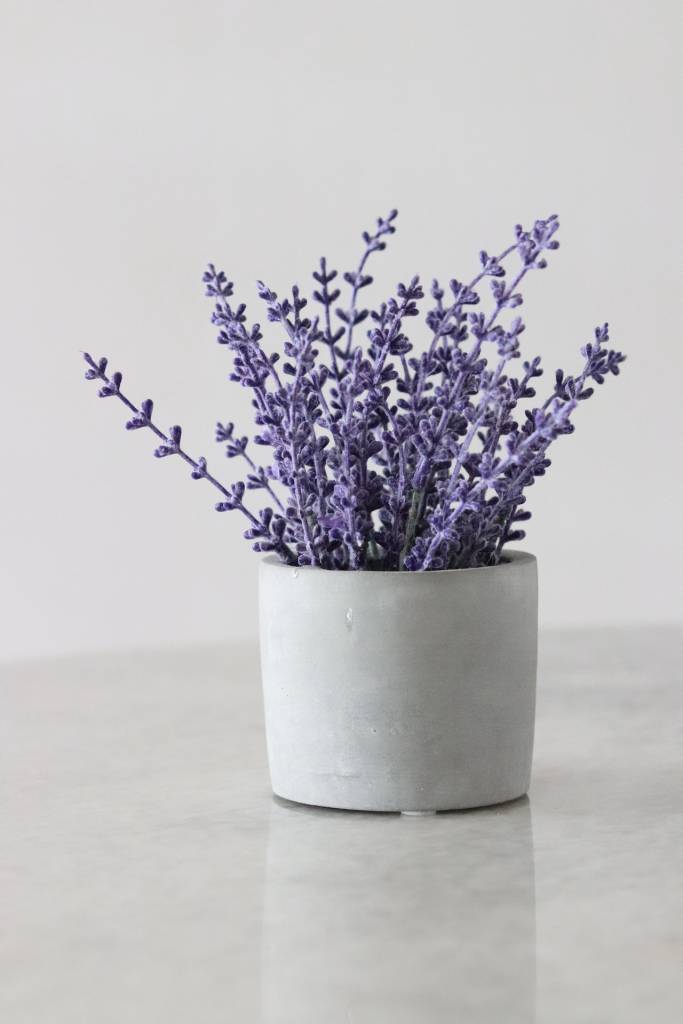 plantas-verao4 plantas que vão bem no verão
