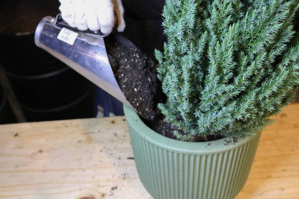 Cuidados na adubação e na limpeza são essenciais para a saúde da planta Cuidados na adubação e na limpeza são essenciais para a saúde da planta