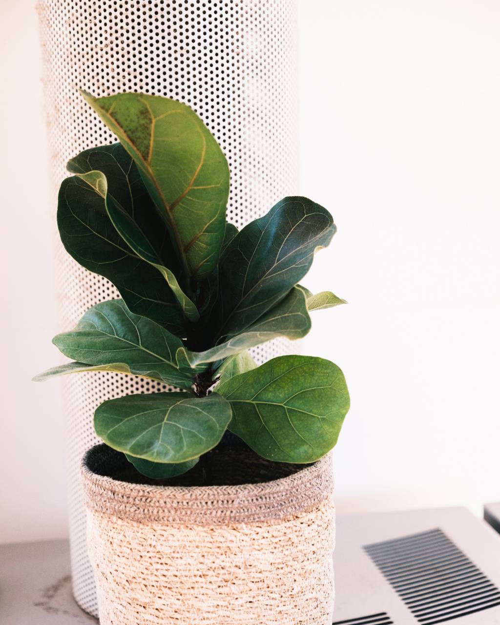 ficus-lyriata plantas para sala de estar: Ficus lyrata