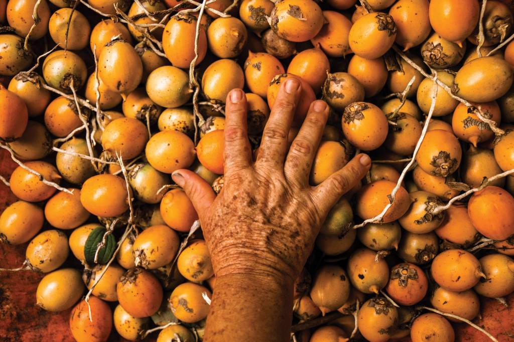 Guardiãs da Amazônia: Como o tucumã tem ajudado a preservar a floresta