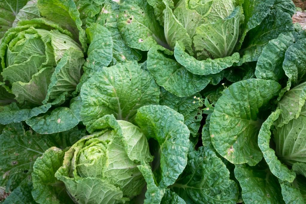 Horta de inverno: 19 espécies para cultivar na estação mais fria do ano