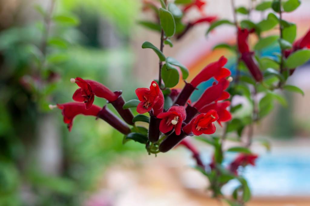 Planta Batom (Aeschynanthus radicans) Planta Batom (Aeschynanthus radicans)