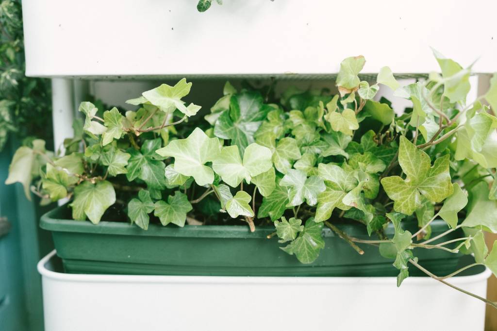 Hera Inglesa (Hedera helix) Hera Inglesa (Hedera helix)