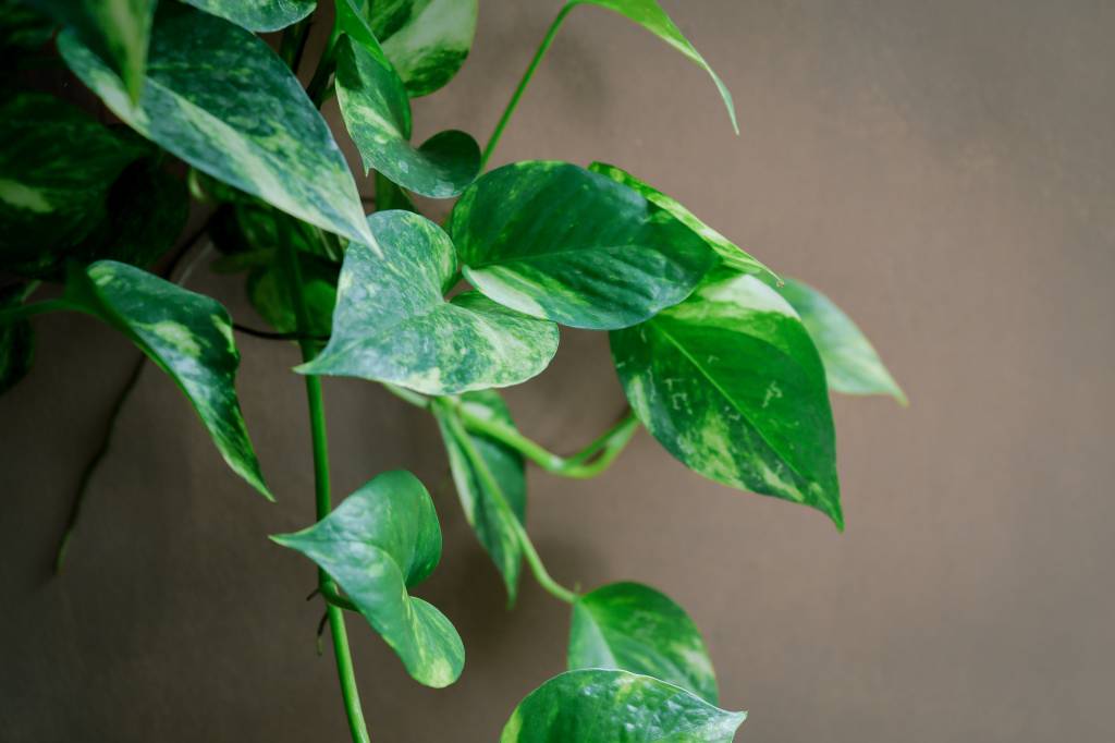 Jiboia (Epipremnum aureum) Jiboia (Epipremnum aureum)