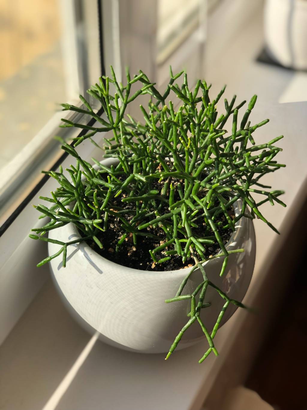 Rhipsalis (Rhipsalis spp.) Rhipsalis (Rhipsalis spp.)