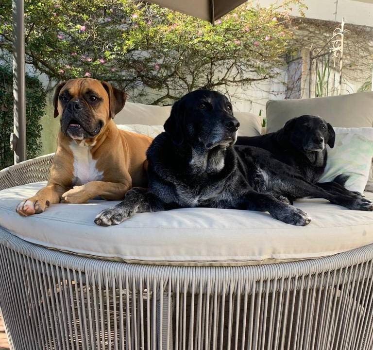 animais de estimação