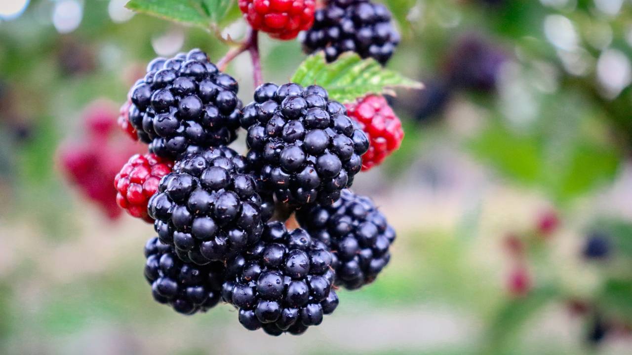 Como cultivar árvores frutíferas