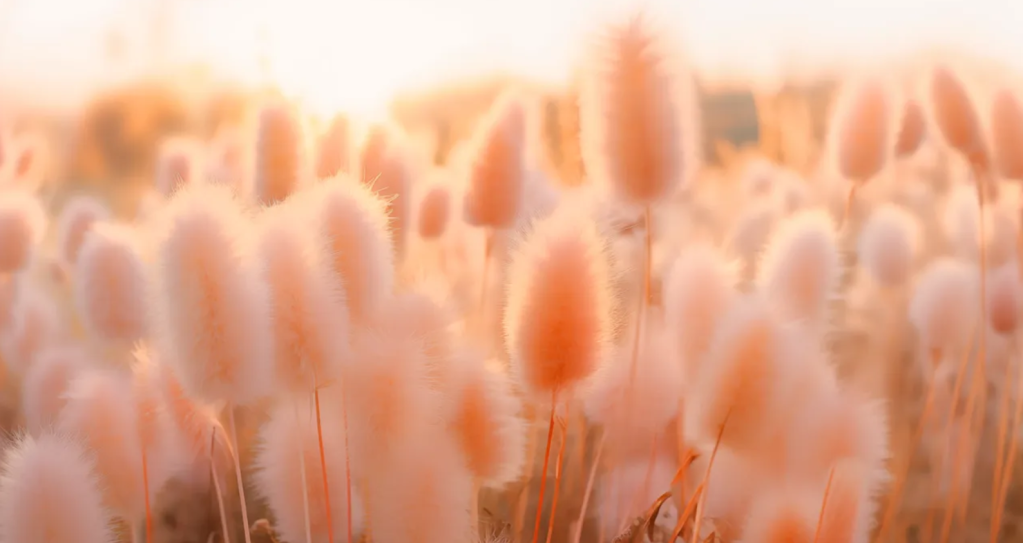 Para a Pantone, a Peach Fuzz transmite uma mensagem de compaixão