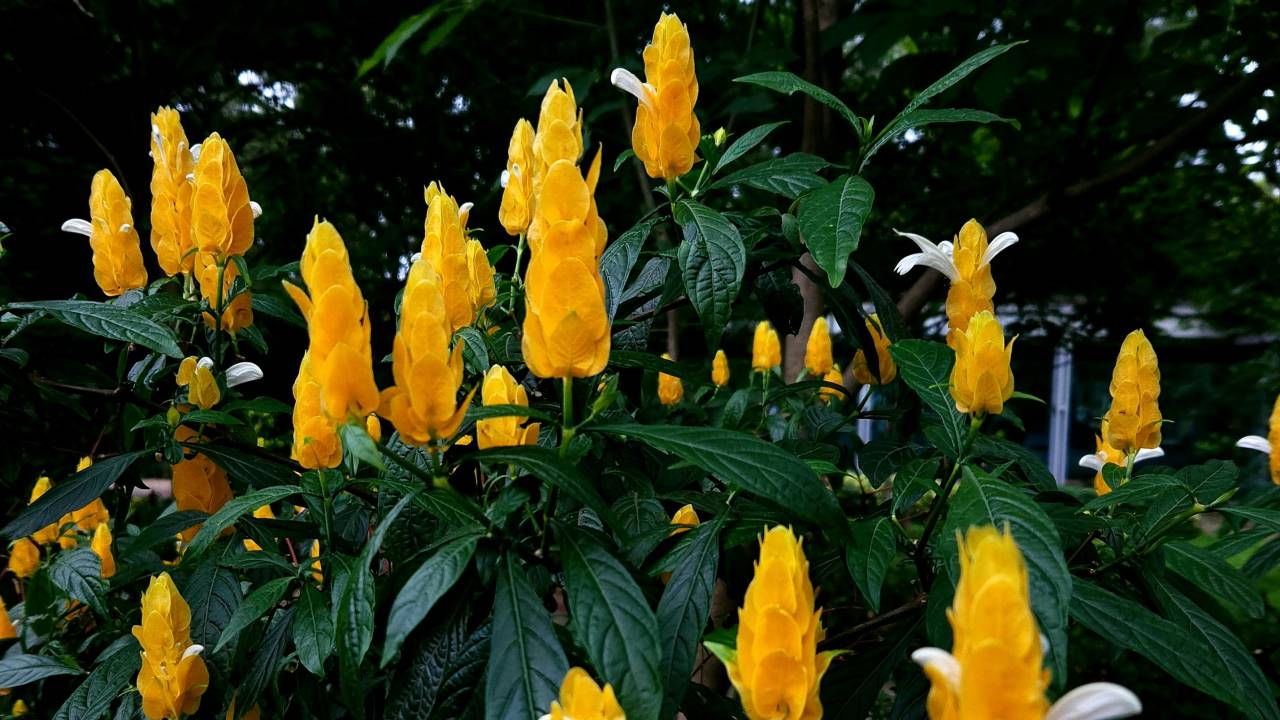 Como cultivar a planta camarão-amarelo