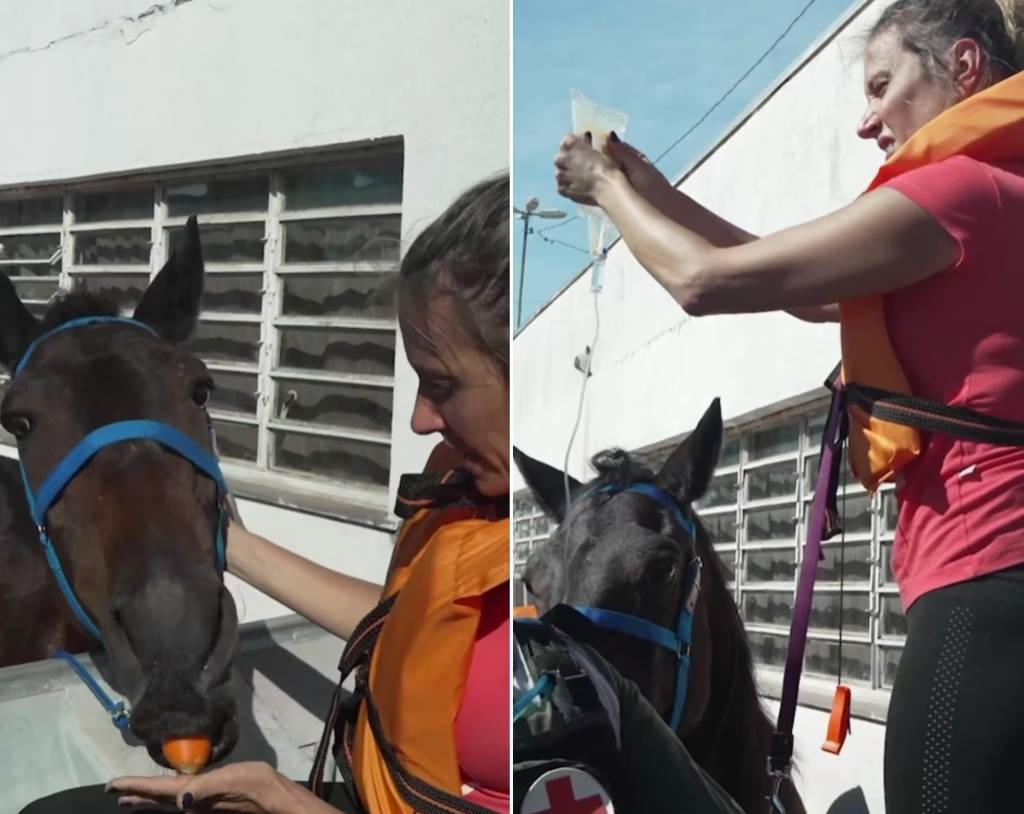 luisa-mell-resgate-animais-rs Luisa Mell alimenta égua que estava há 4 dias esperando por resgate no Rio Grande do Sul