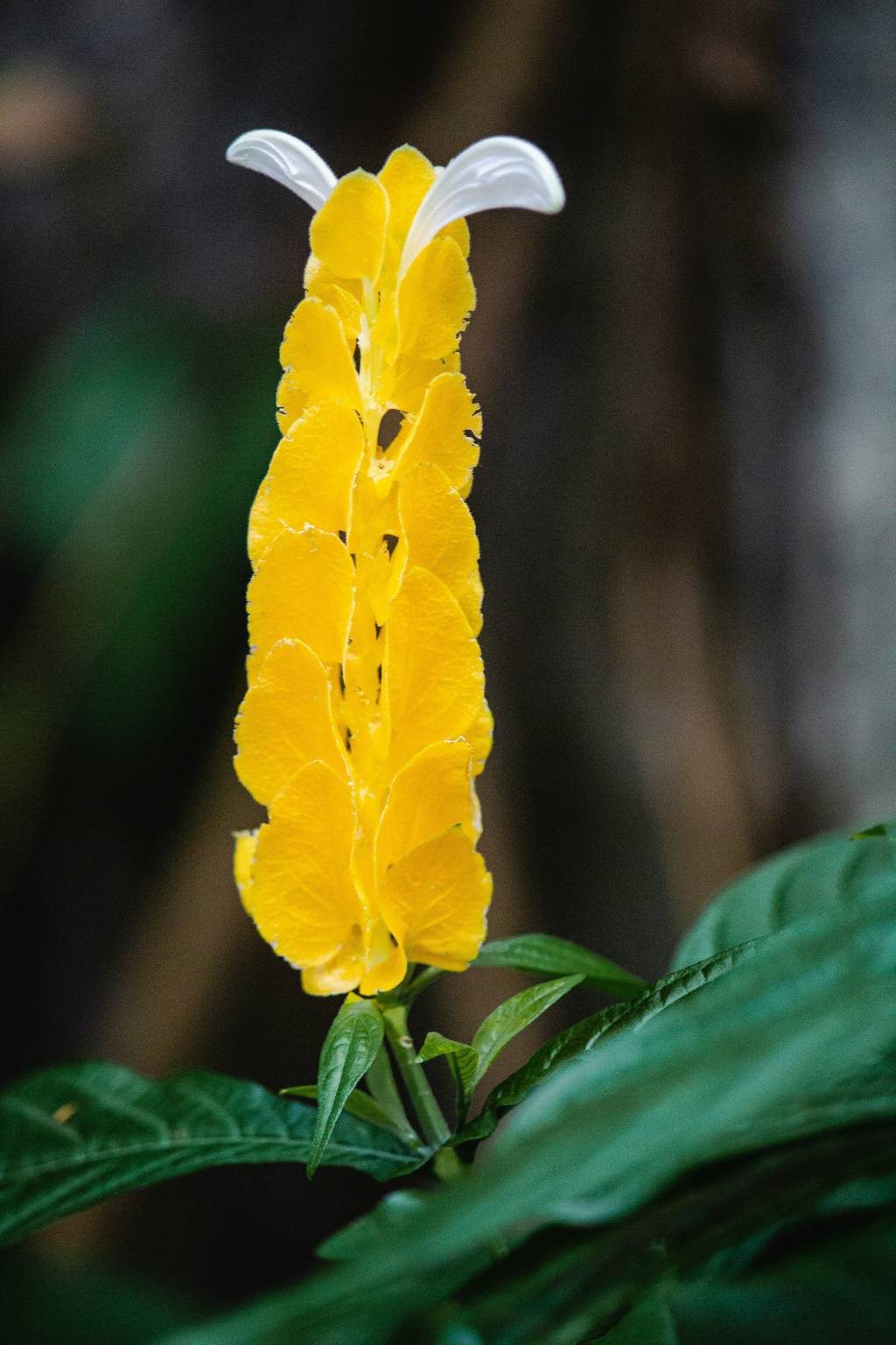 planta-camarao-amarelo Como cultivar a planta camarão-amarelo