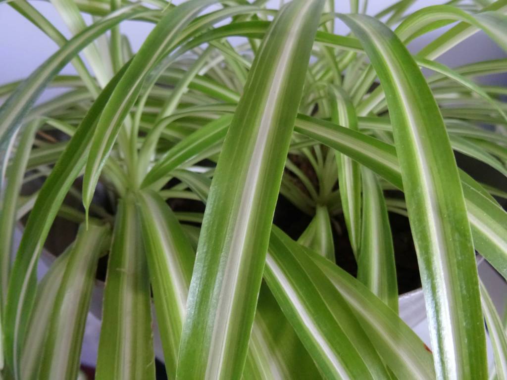 Clorofito-plantas-ar-poluído Conheça plantas que podem melhorar a qualidade do ar na sua casa