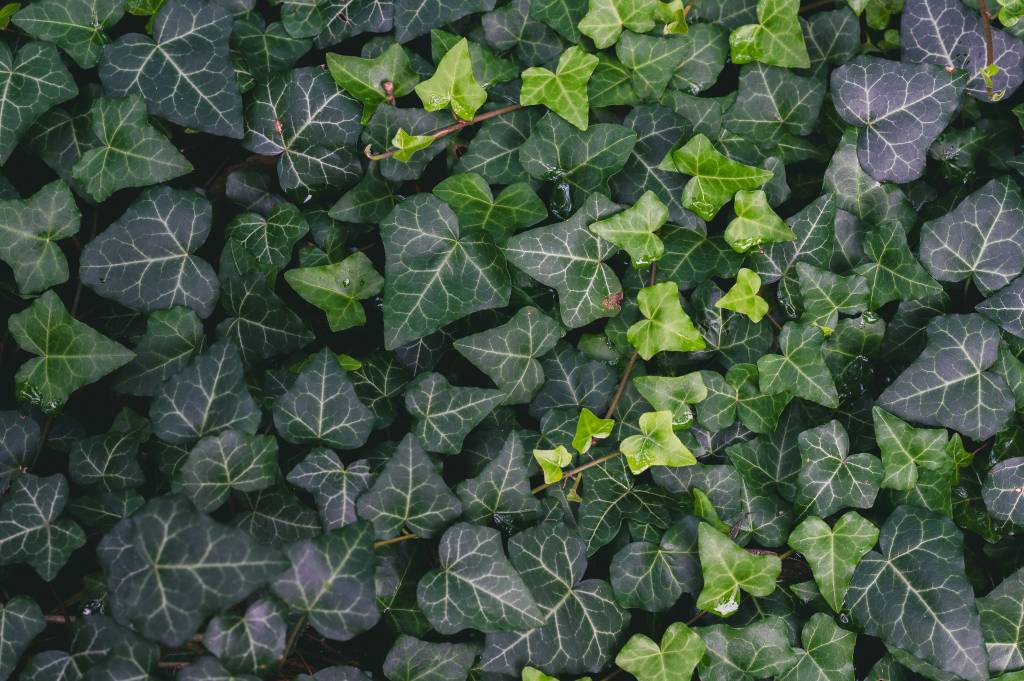 Conheça plantas que podem melhorar a qualidade do ar na sua casa