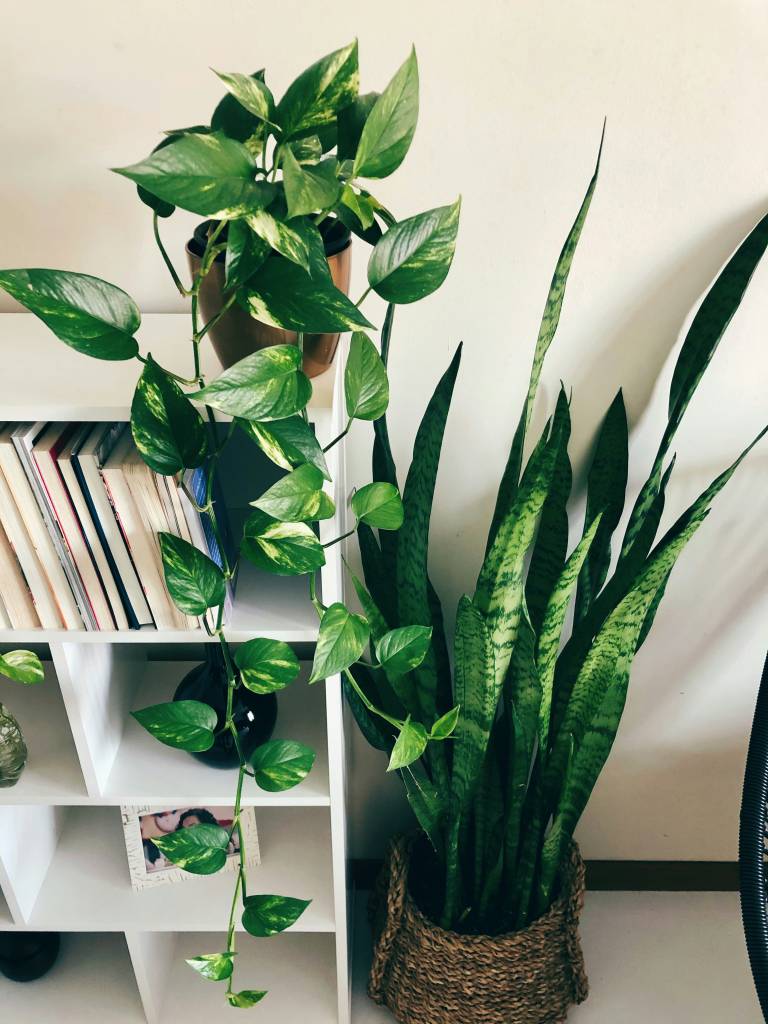 Jiboia-espada-de-são-jorge-plantas-qualidade-ar Conheça plantas que podem melhorar a qualidade do ar na sua casa