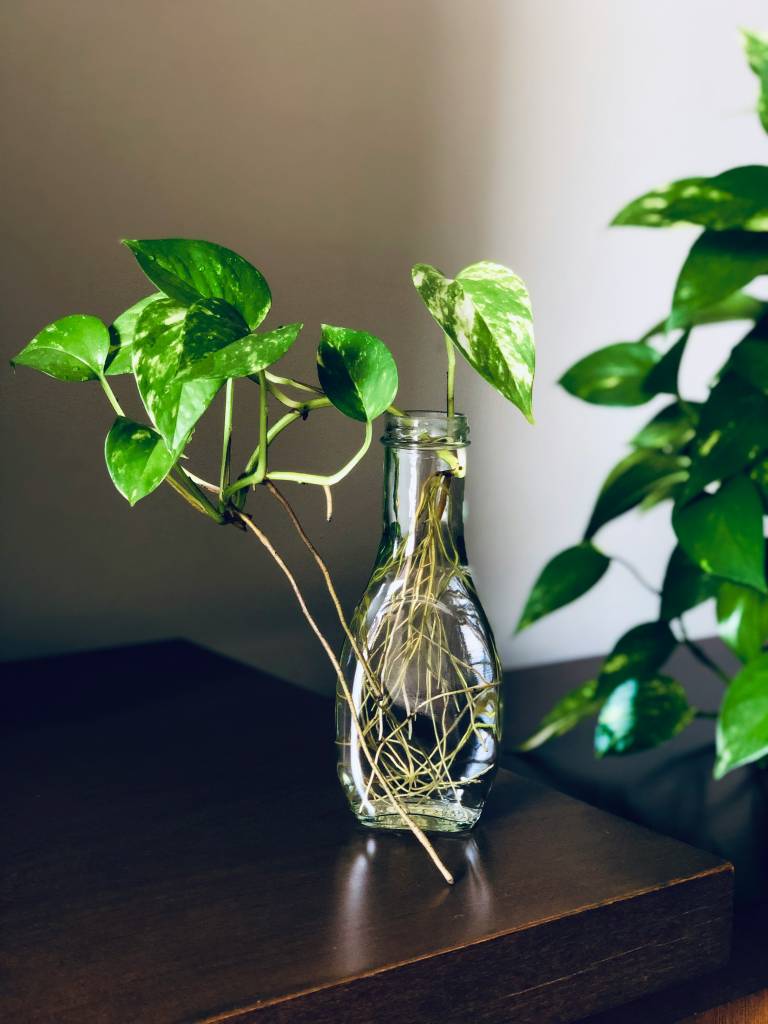 jiboia-plantas-para-casa-qualidade-ar Conheça plantas que podem melhorar a qualidade do ar na sua casa