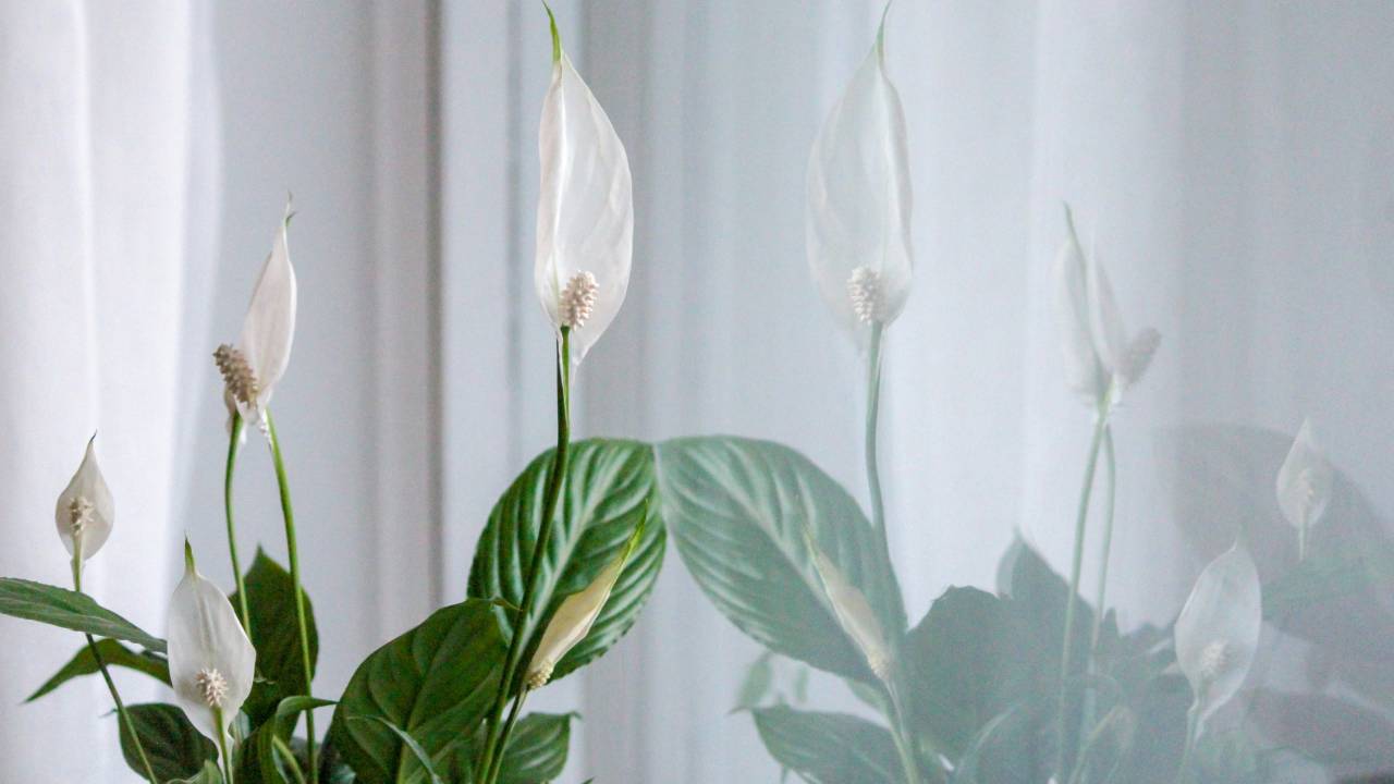 Conheça plantas que podem melhorar a qualidade do ar na sua casa