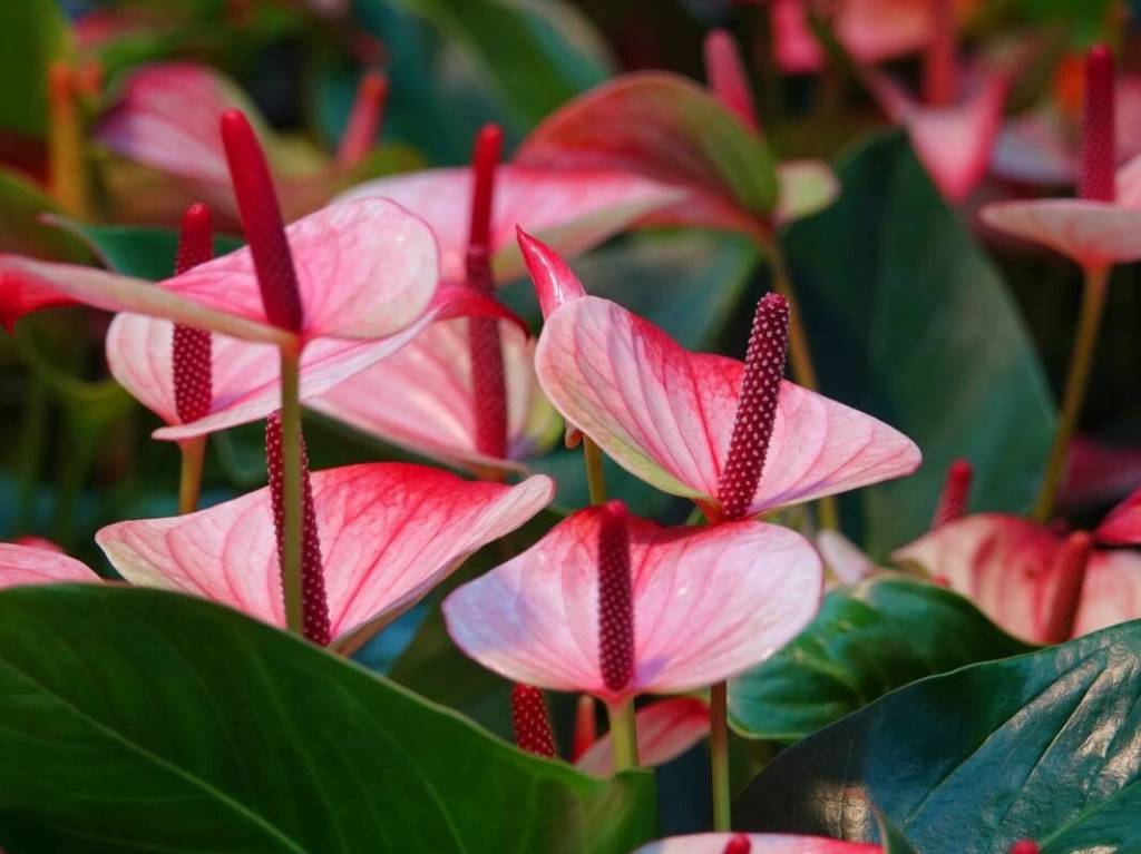 Antúrio A planta tropical tem flores avermelhadas e brilhantes
