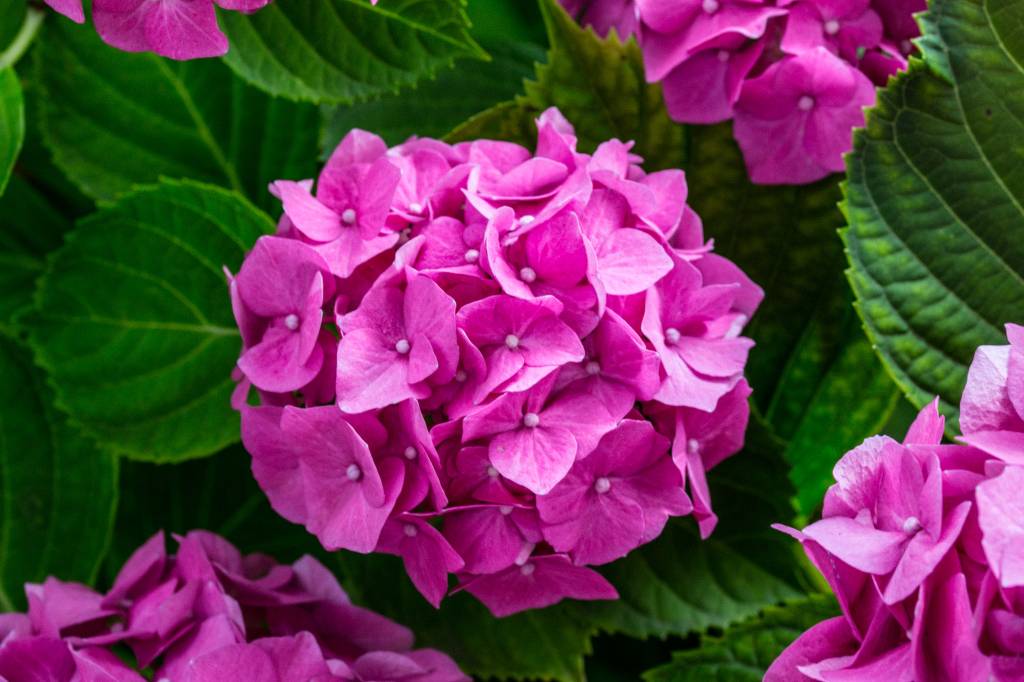 Hortênsia A planta é composta por arbustos floridos e coloridos