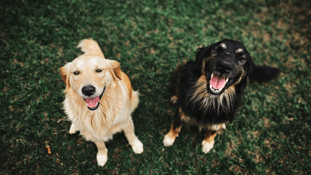 As 5 melhores creches para pets para você deixar o seu