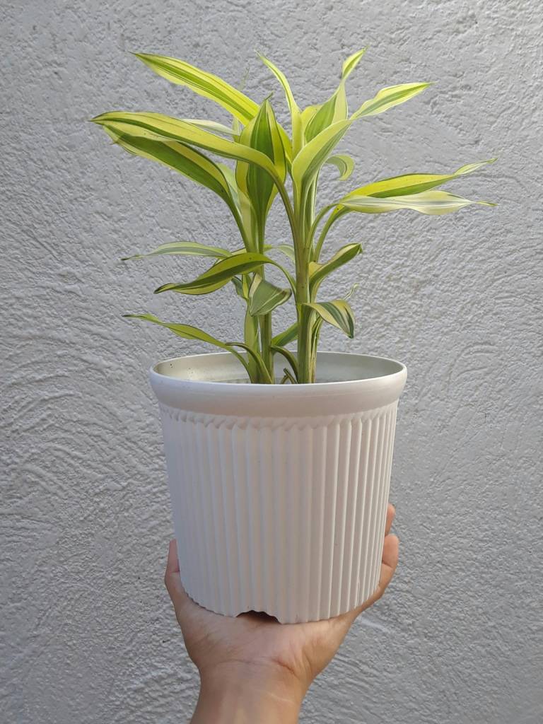 A Dracena Fragrans também é conhecida como pau d'água