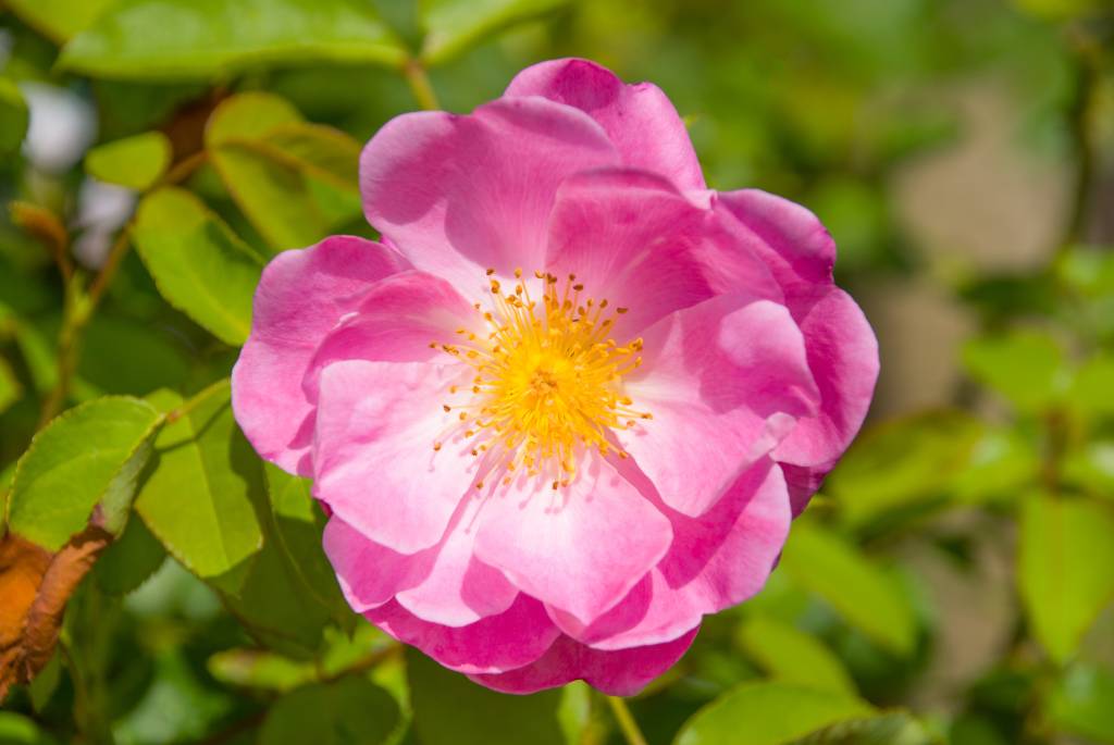 Rosa mosqueta: 5 curiosidades sobre a planta cicatrizante