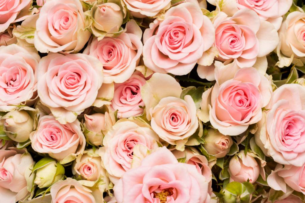 melhores-flores-dia-das-maes-rosas Rosas cor-de-rosa demonstram carinho, ternura, gratidão e admiração pelo amor materno