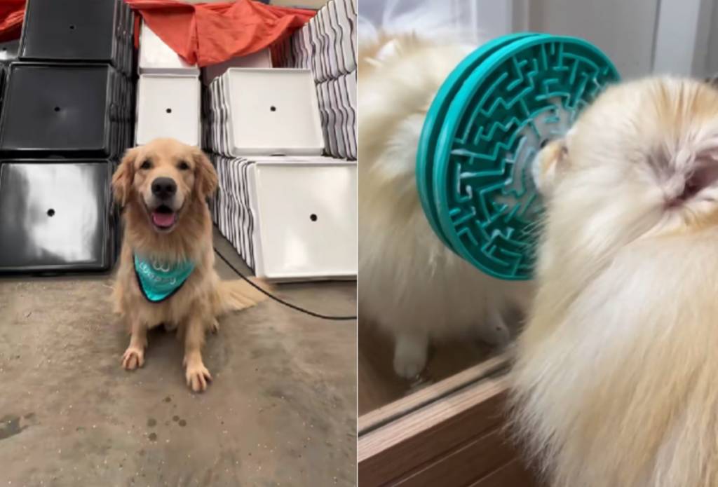 5 produtos de pet shop que facilitam a vida dos pais de pet