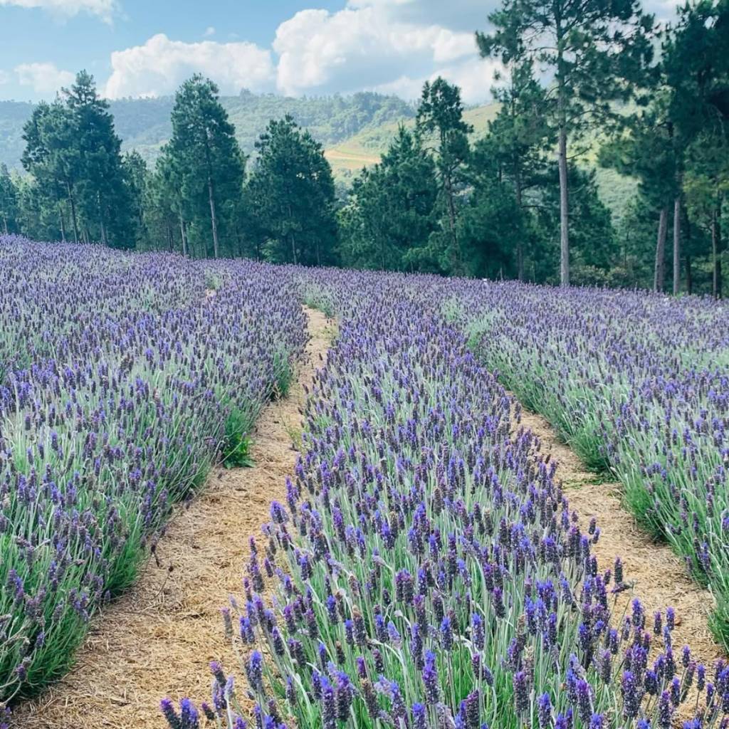 passeios-campos-do-jordao-lavandario Lavandários são passeios tranquilos em Campos do Jordão